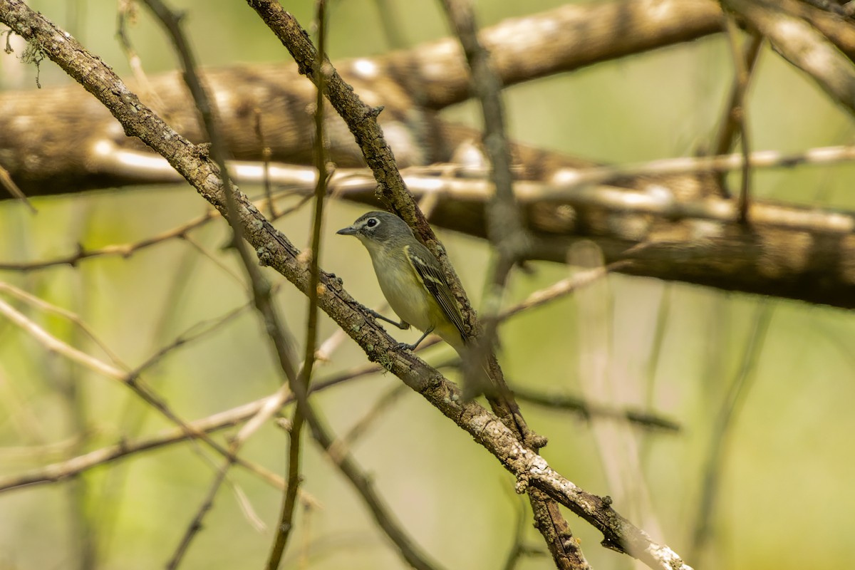 Blue-headed Vireo - ML654695916
