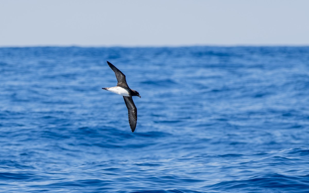 Tahiti Fırtınakuşu - ML654695934