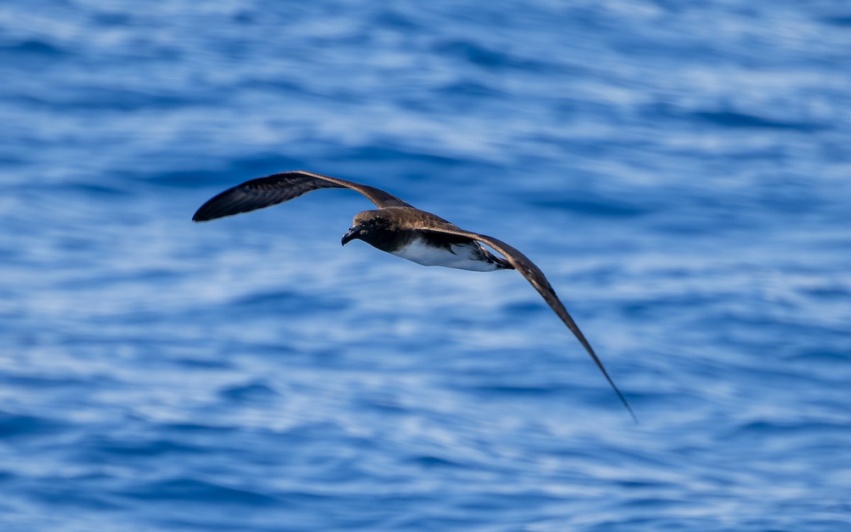 Tahiti Fırtınakuşu - ML654695947