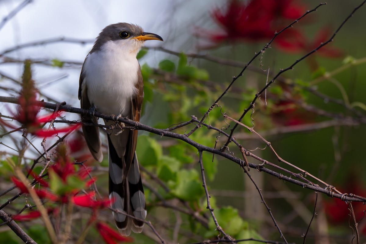 Yellow-billed Cuckoo - ML654697756