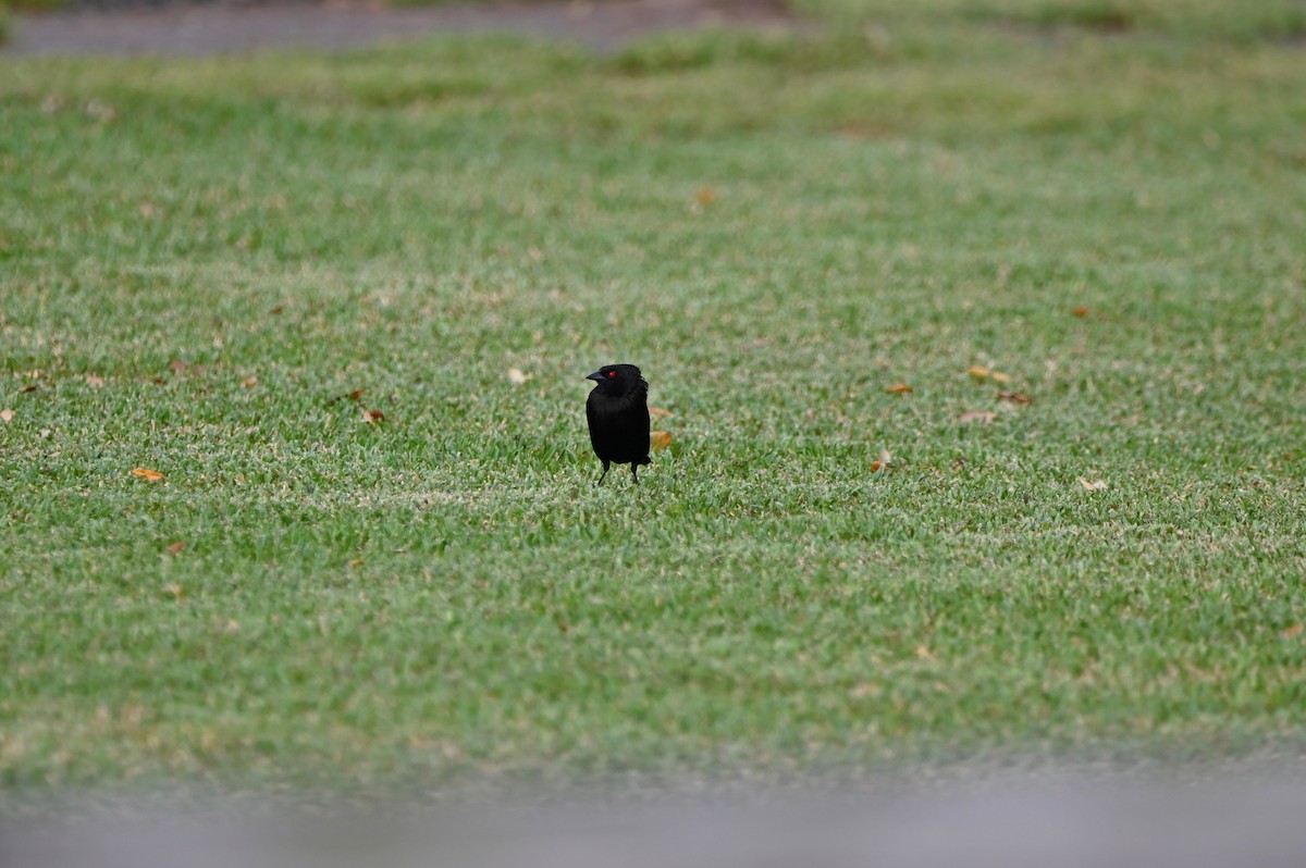 Bronzed Cowbird - ML654698226