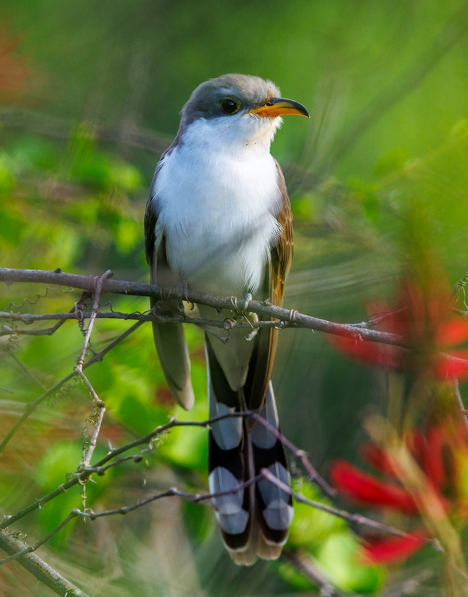Yellow-billed Cuckoo - ML654698912