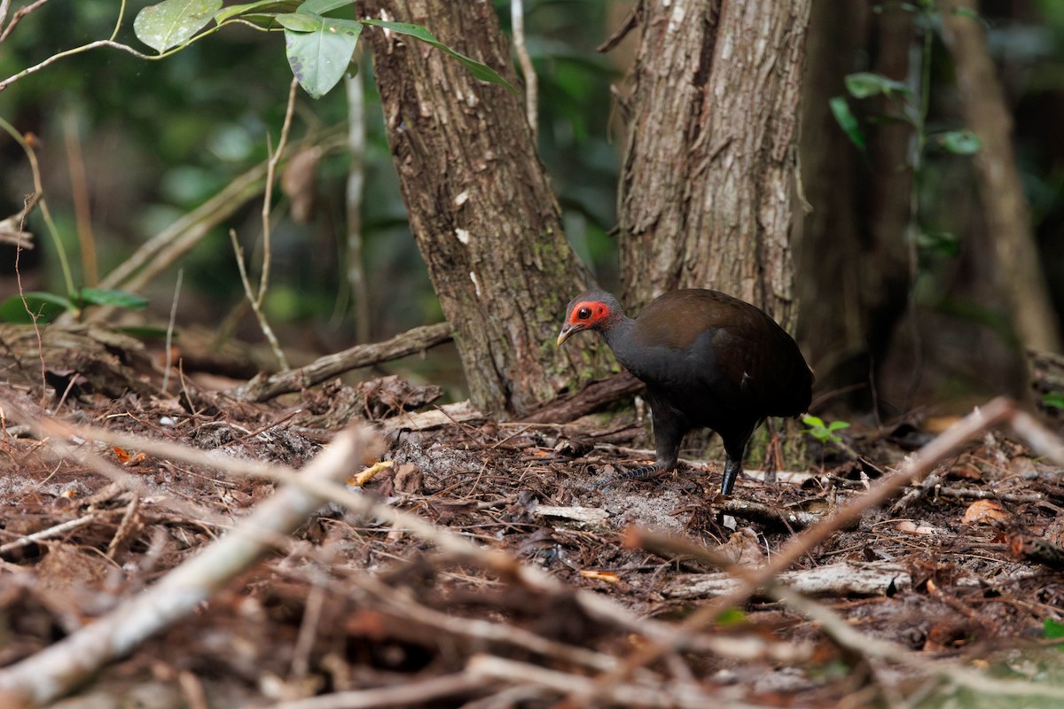 Philippine Megapode - ML654701436