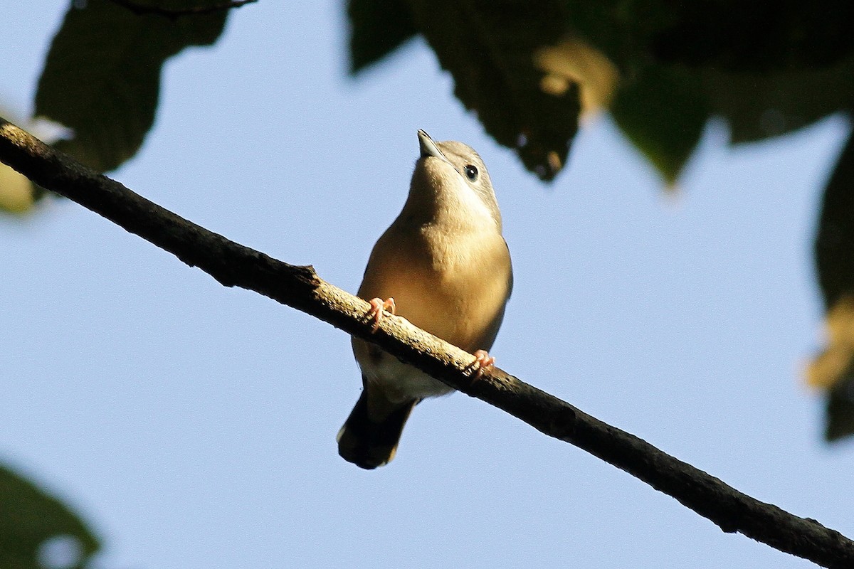 White-browed Shrike-Babbler (Blyth's) - ML654702293