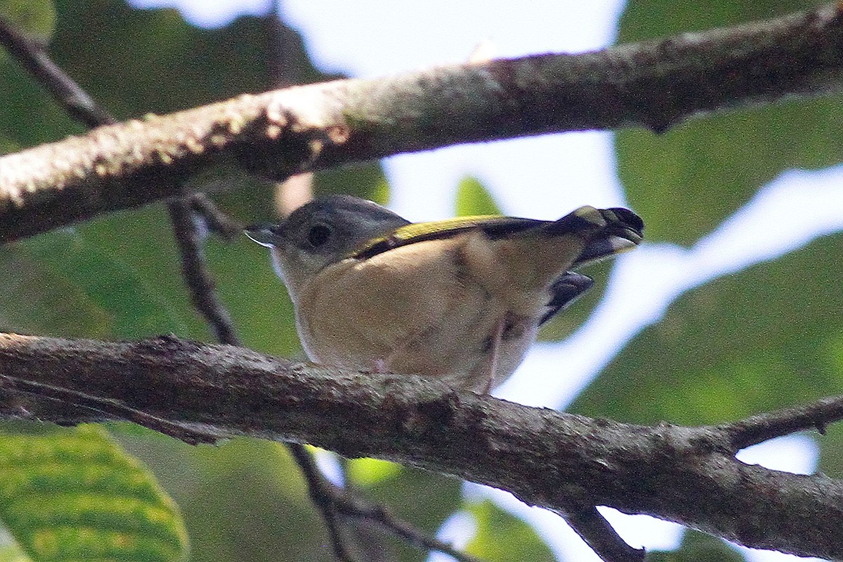White-browed Shrike-Babbler (Blyth's) - ML654702294