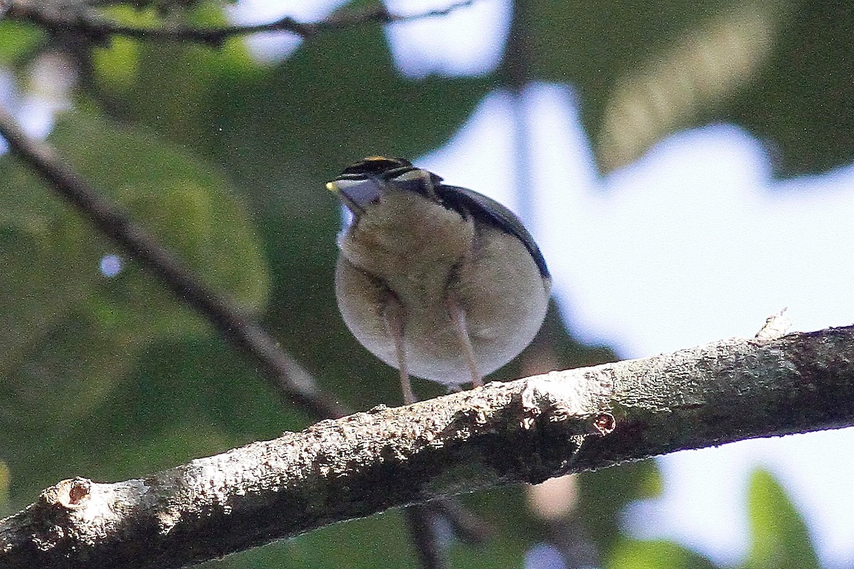 White-browed Shrike-Babbler (Blyth's) - ML654702296