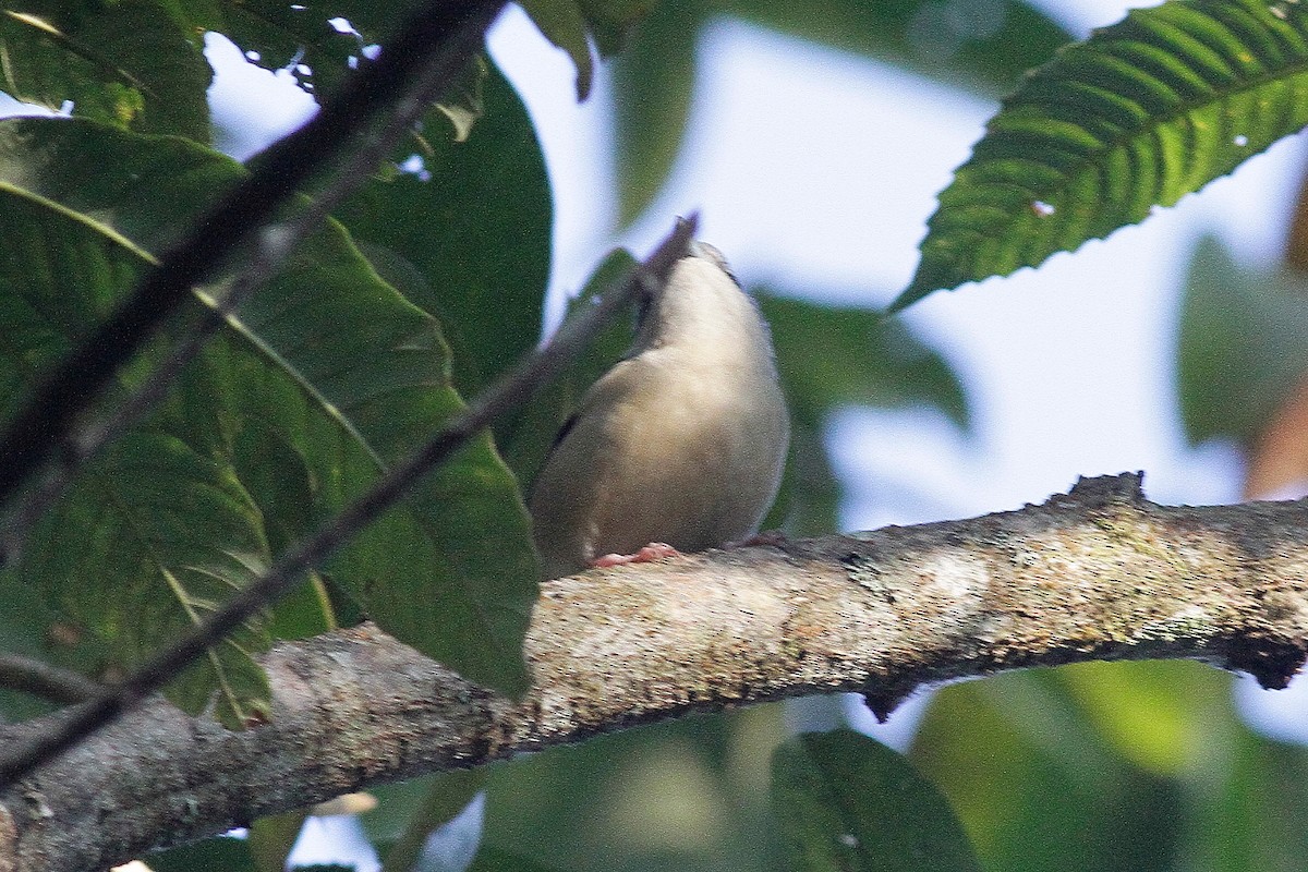 White-browed Shrike-Babbler (Blyth's) - ML654702297