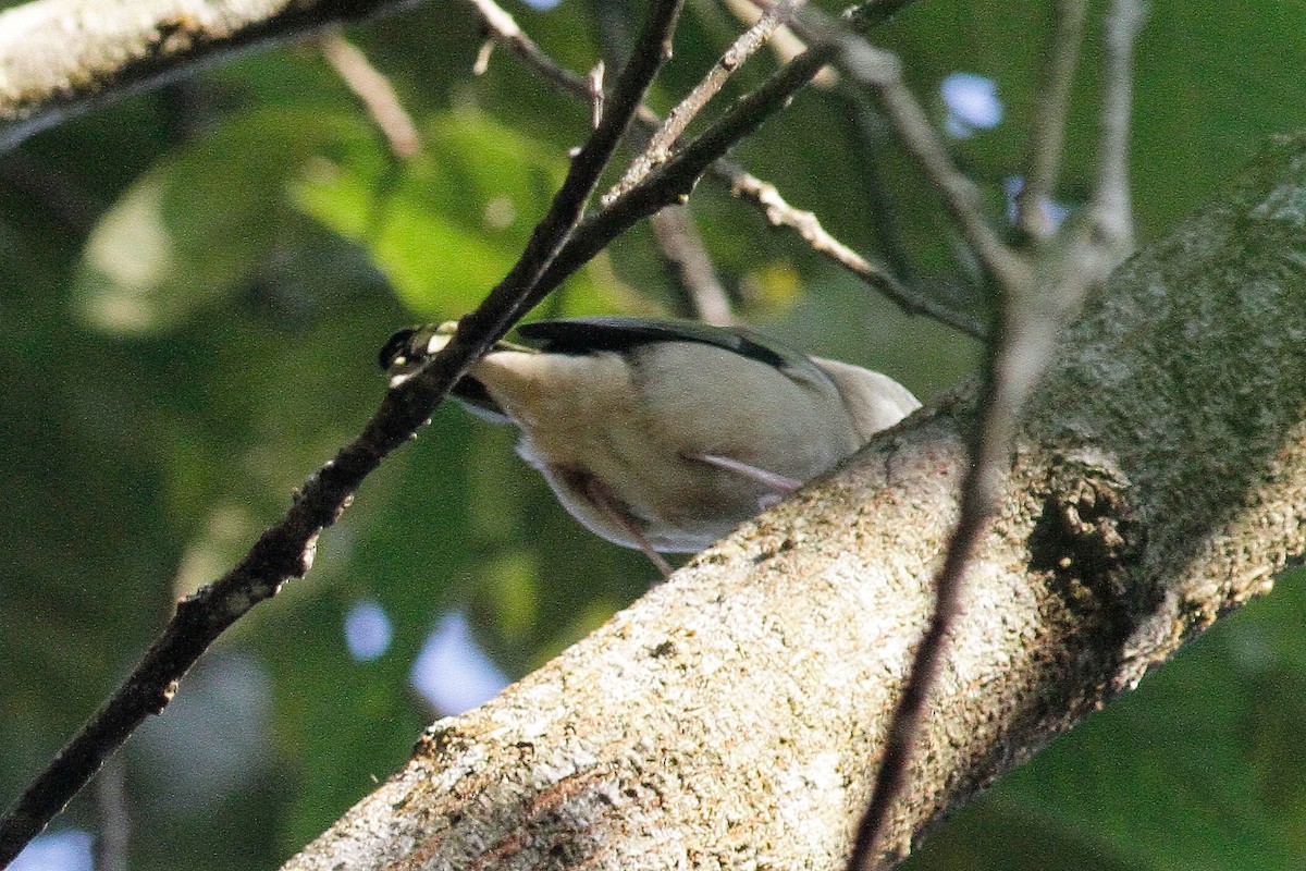 White-browed Shrike-Babbler (Blyth's) - ML654702298