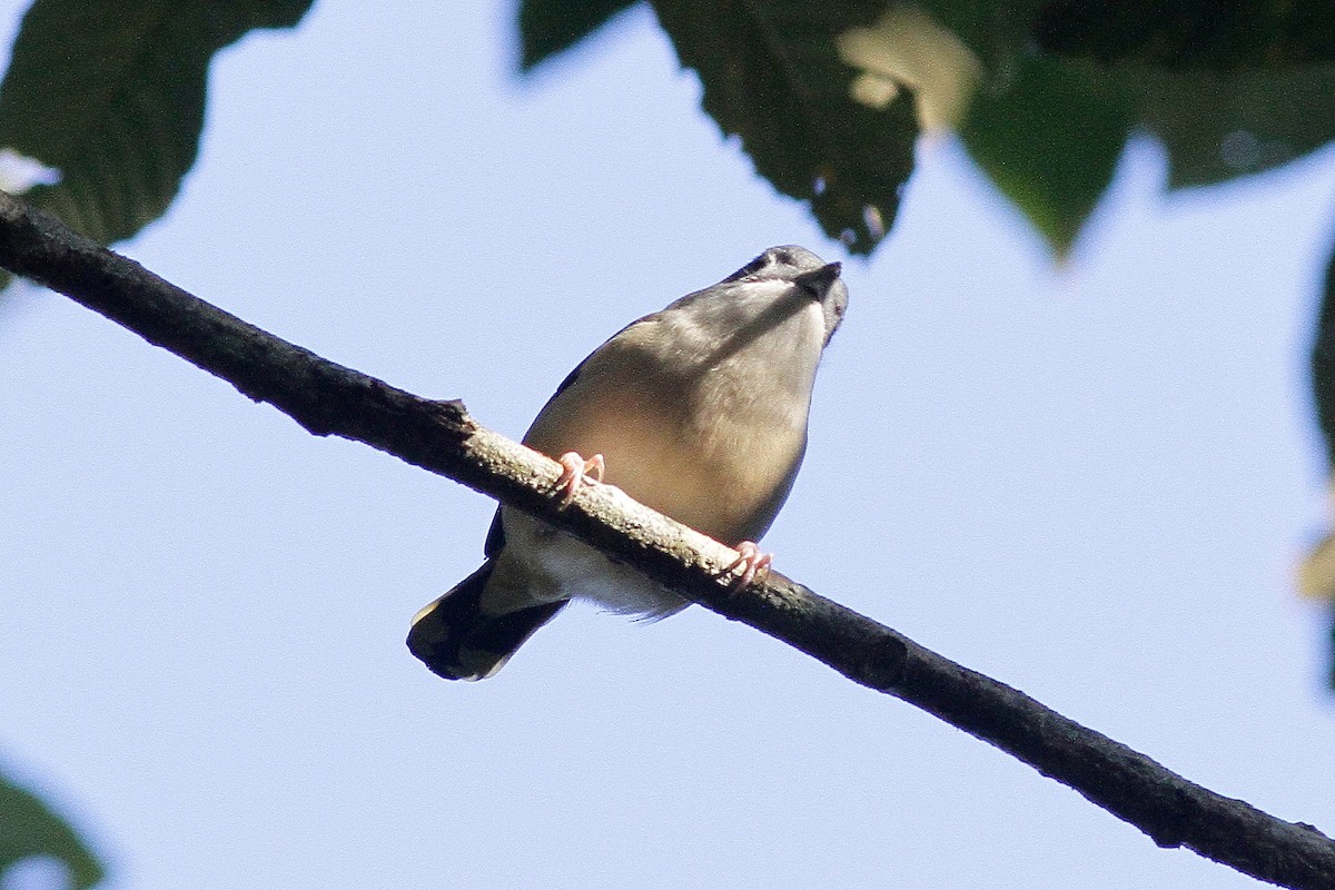 White-browed Shrike-Babbler (Blyth's) - ML654702299