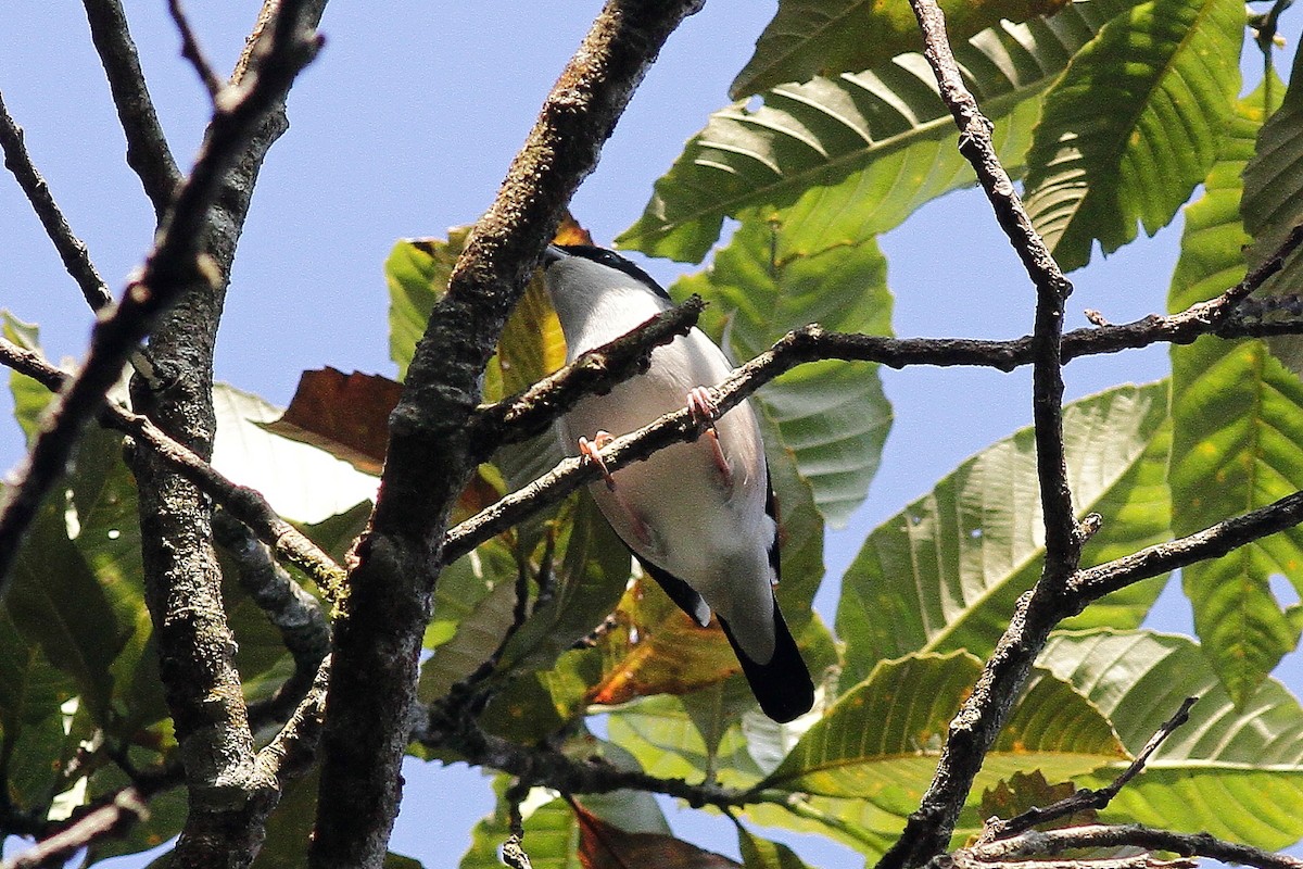 White-browed Shrike-Babbler (Blyth's) - ML654702304