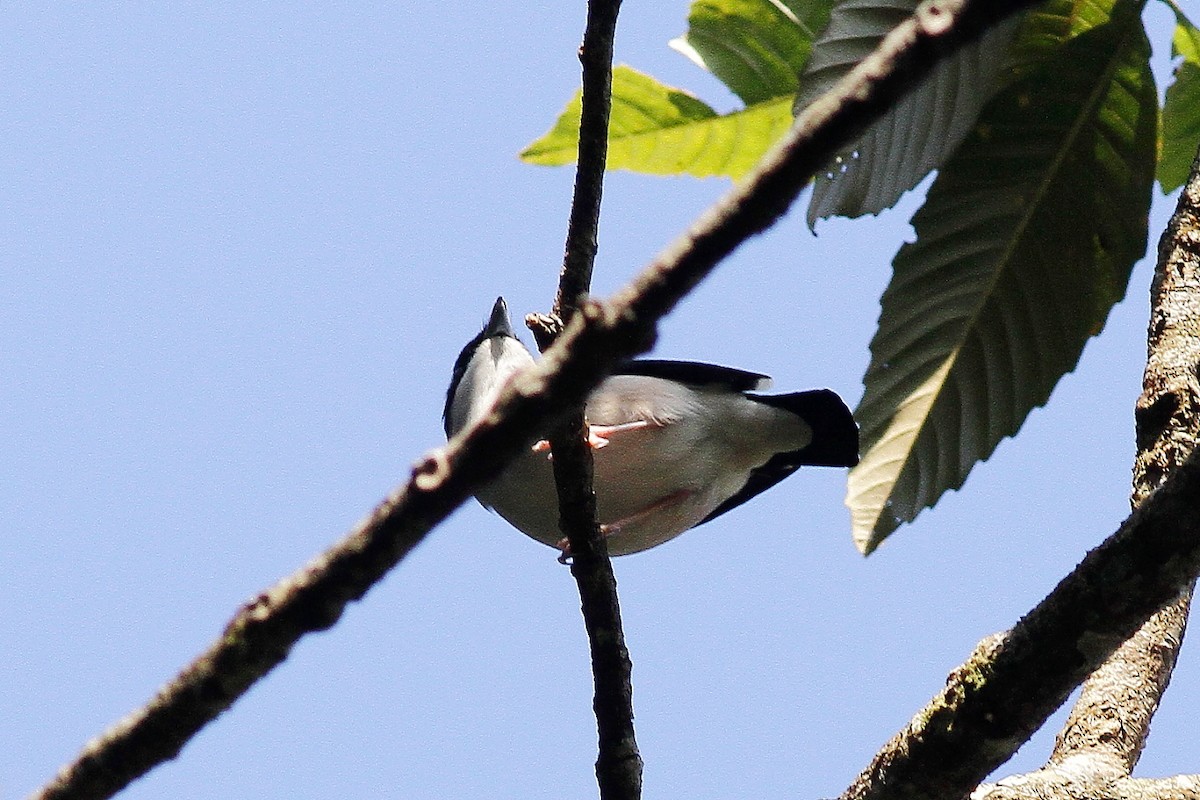 White-browed Shrike-Babbler (Blyth's) - ML654702305