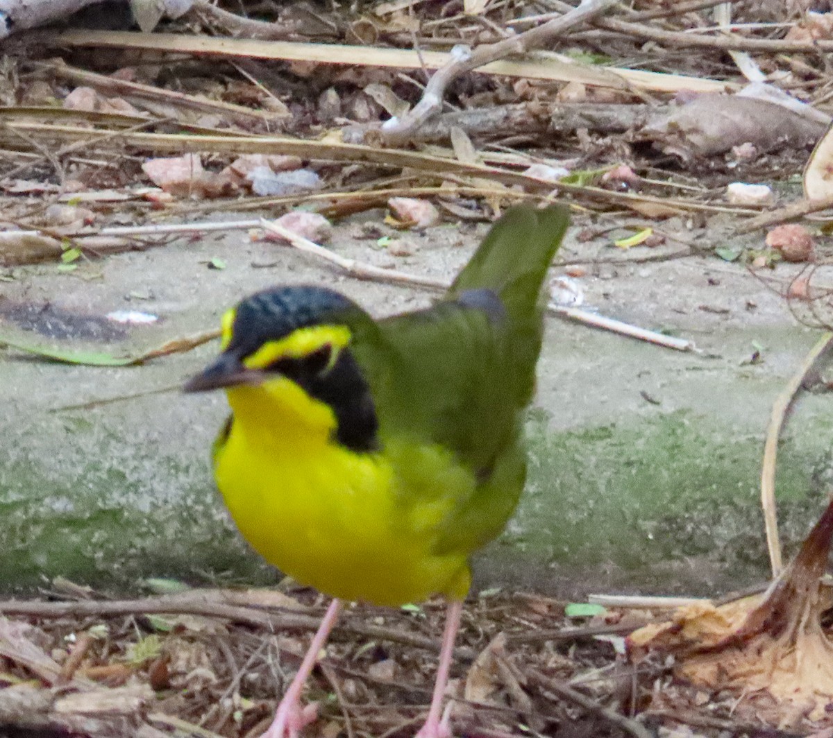 kentuckyparula - ML654703705