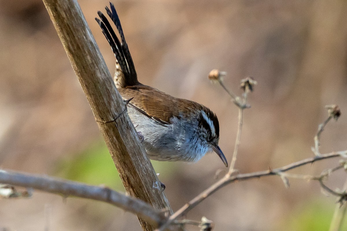 Bewick's Wren - ML654704850