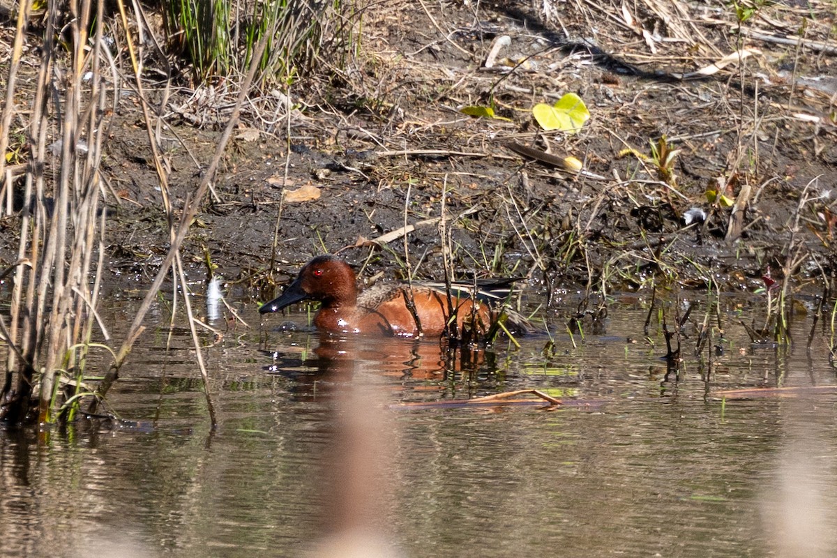 Cinnamon Teal - ML654704874