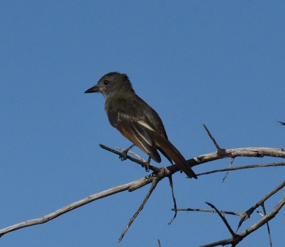 Great Crested Flycatcher - Joe MDO