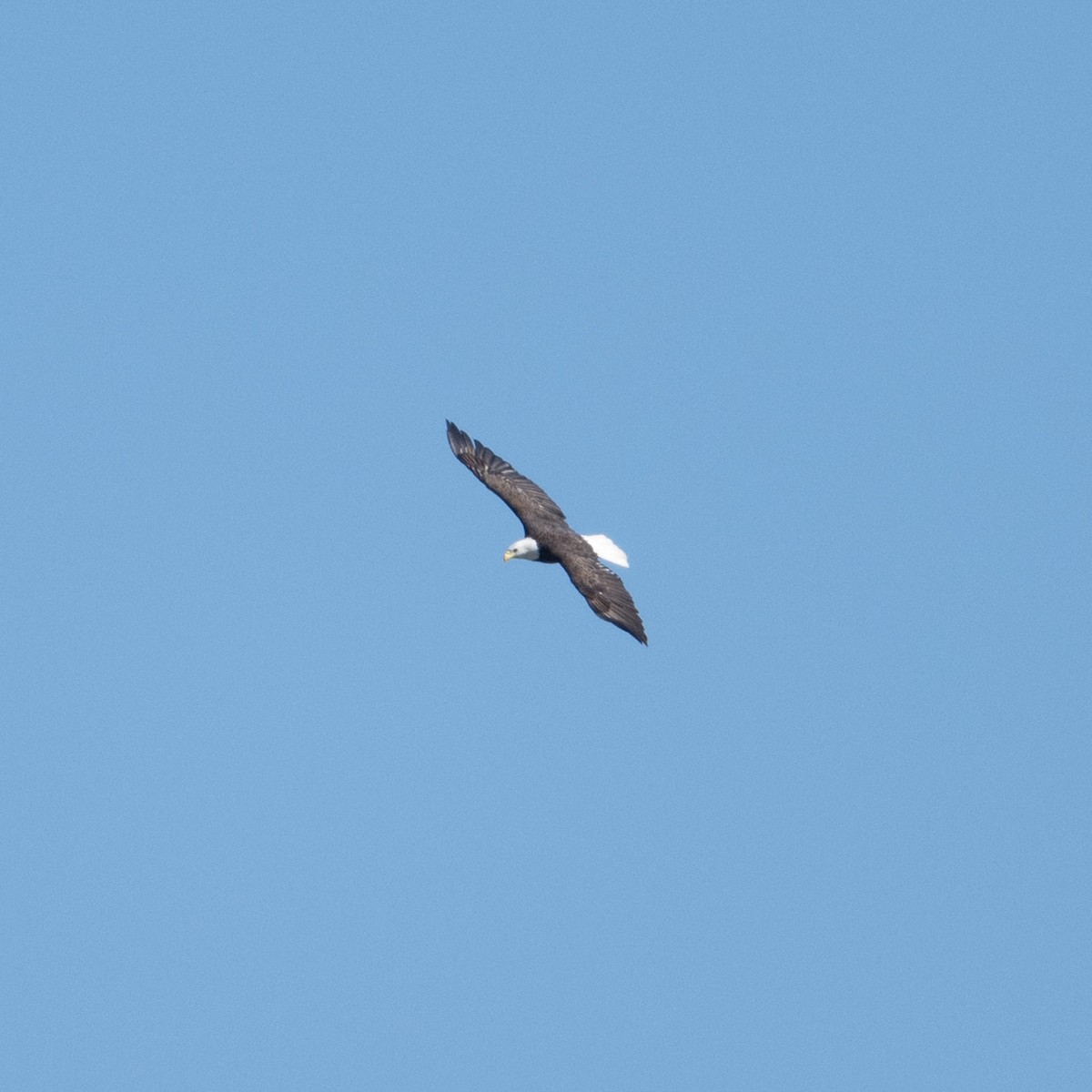 hvithodehavørn - ML654706990