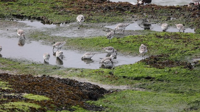 Sanderling - ML654707125