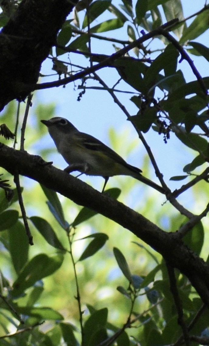 Blue-headed Vireo - ML654707691