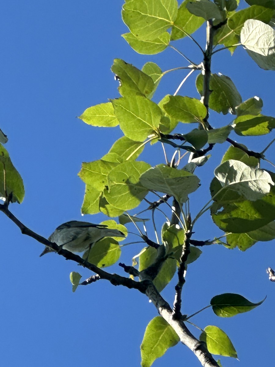 Red-eyed Vireo - ML654708678