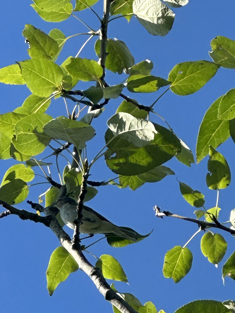 Red-eyed Vireo - ML654708680