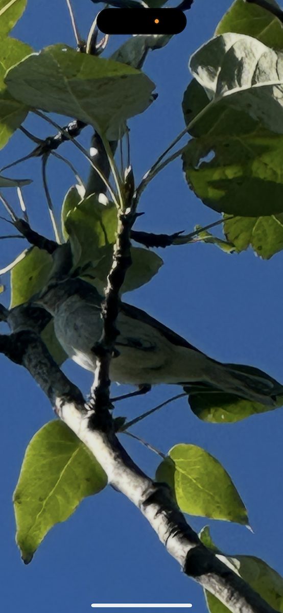 Red-eyed Vireo - ML654708681