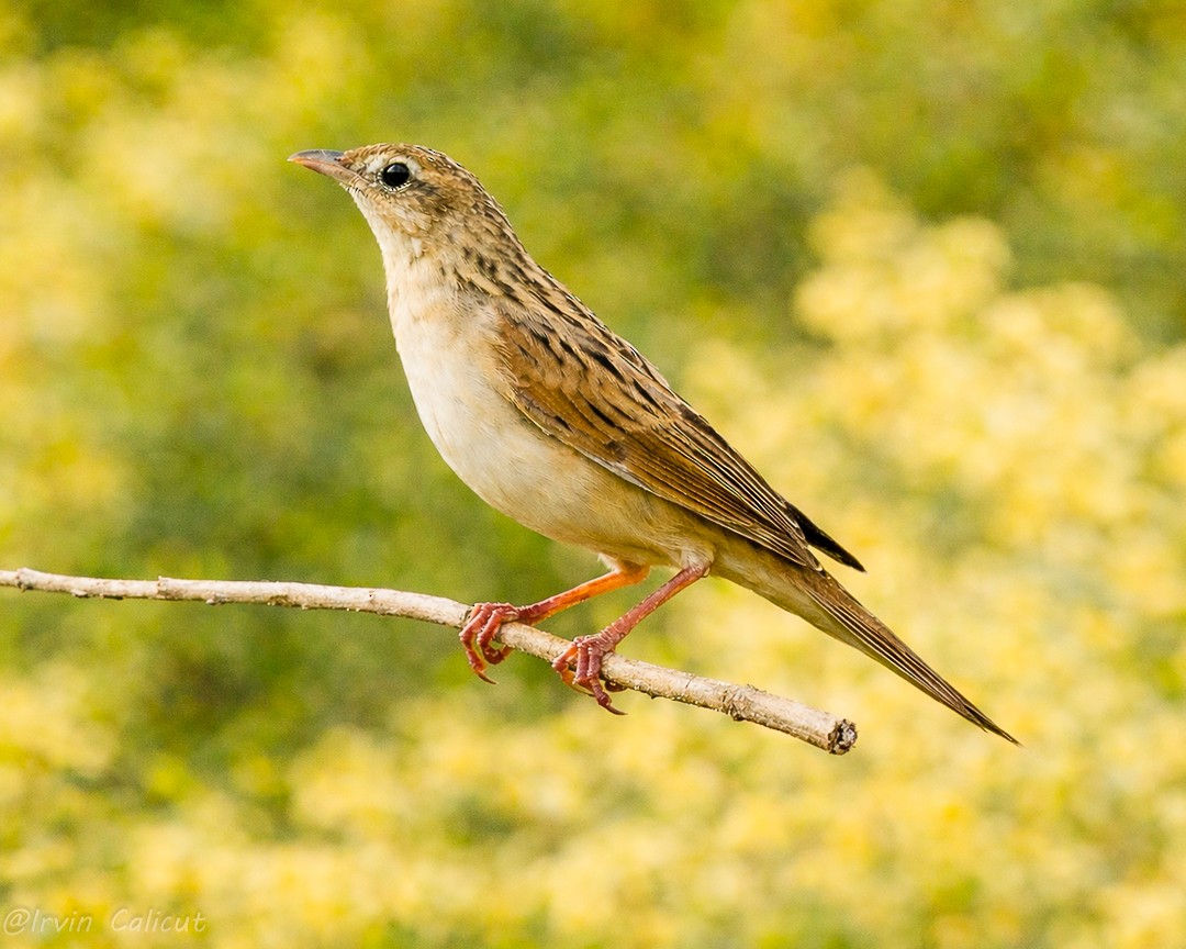 Borstenbuschsänger - ML654708698