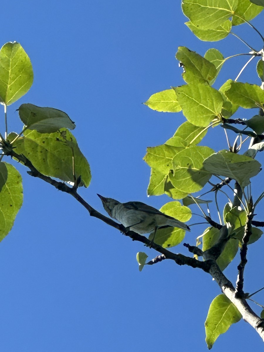 Red-eyed Vireo - ML654708807