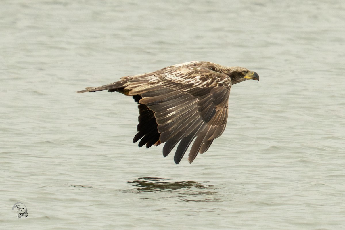 hvithodehavørn - ML654709370