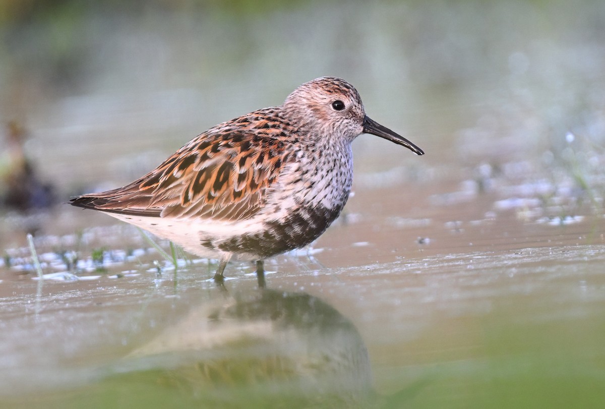 Dunlin - ML654709648