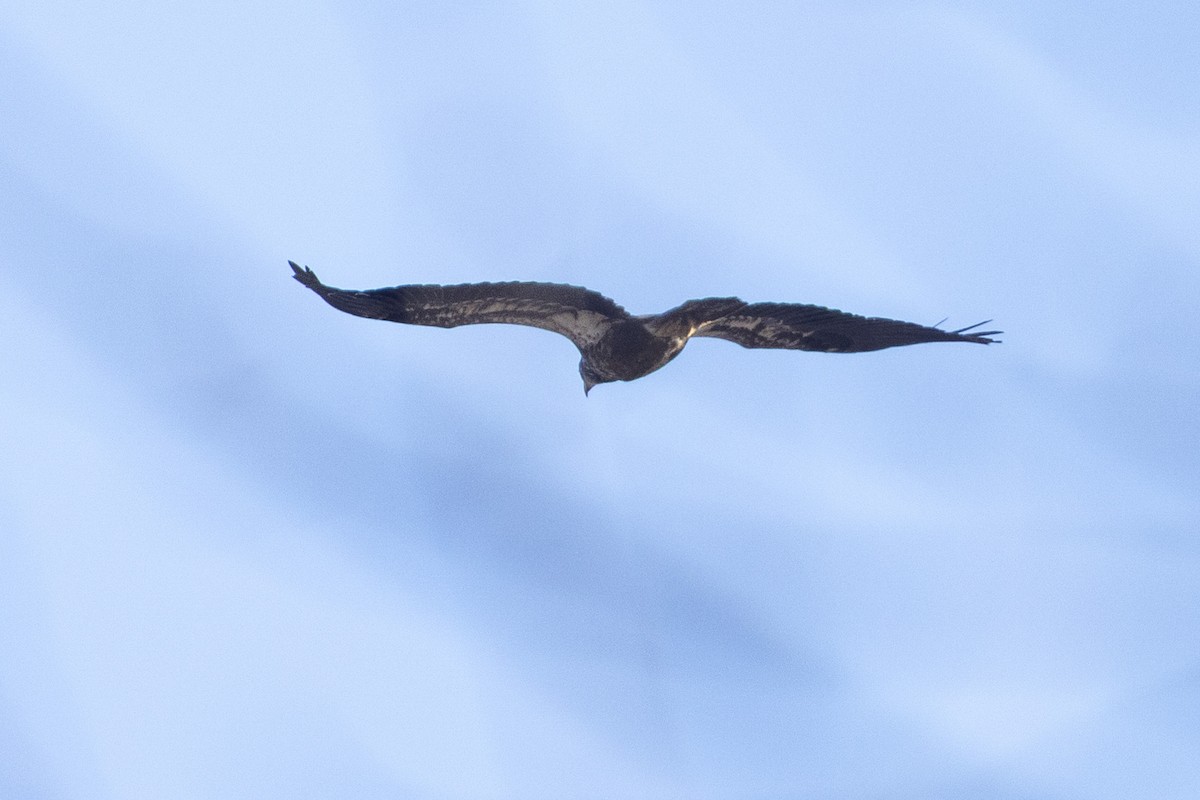 hvithodehavørn - ML654712130
