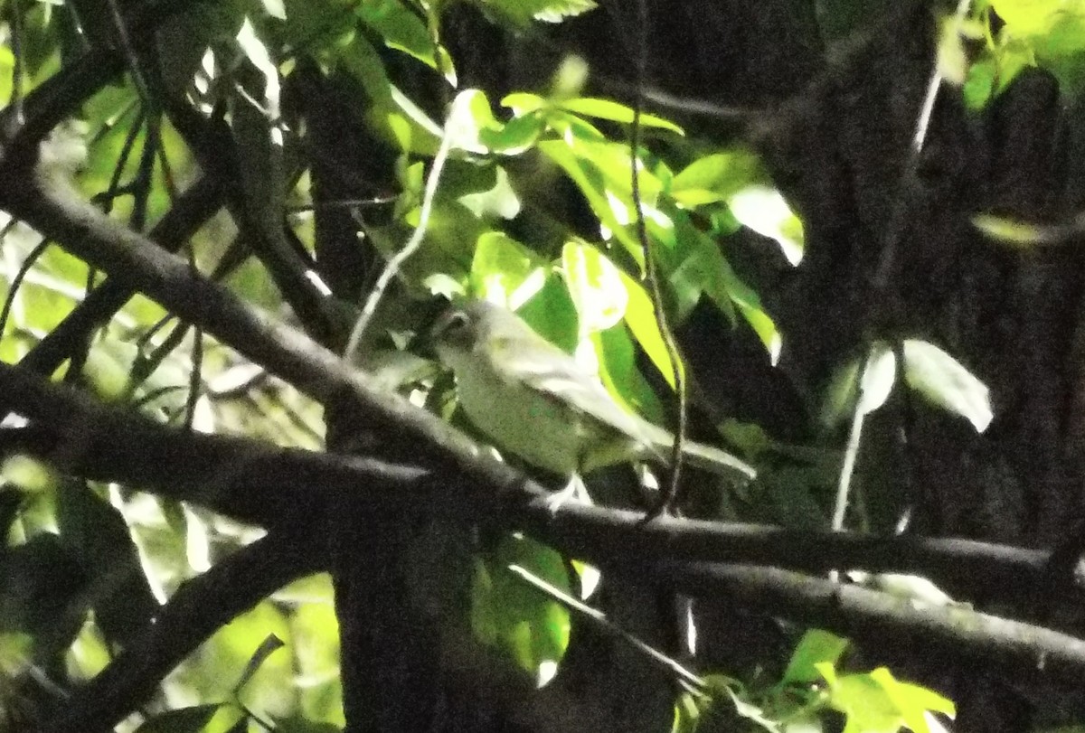 Blue-headed Vireo - ML654713523