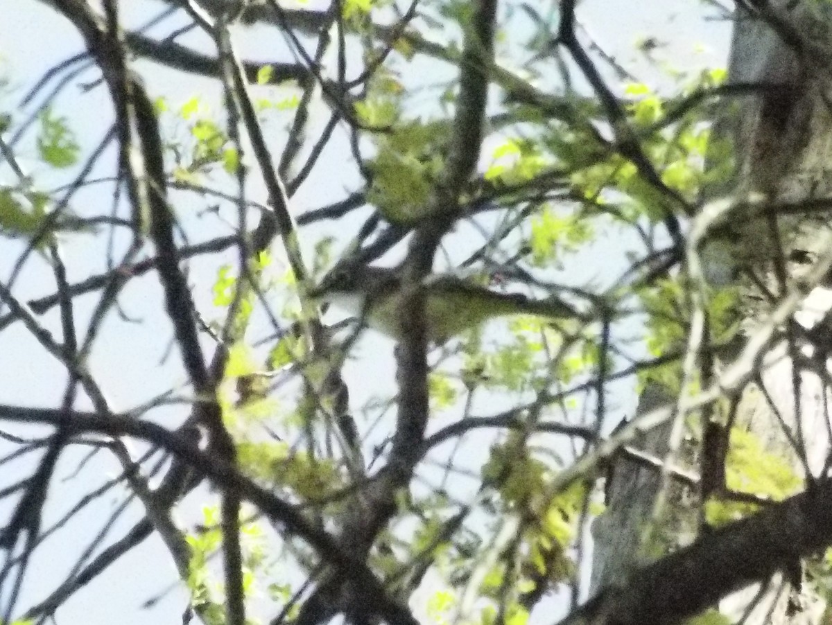 Blue-headed Vireo - ML654713524