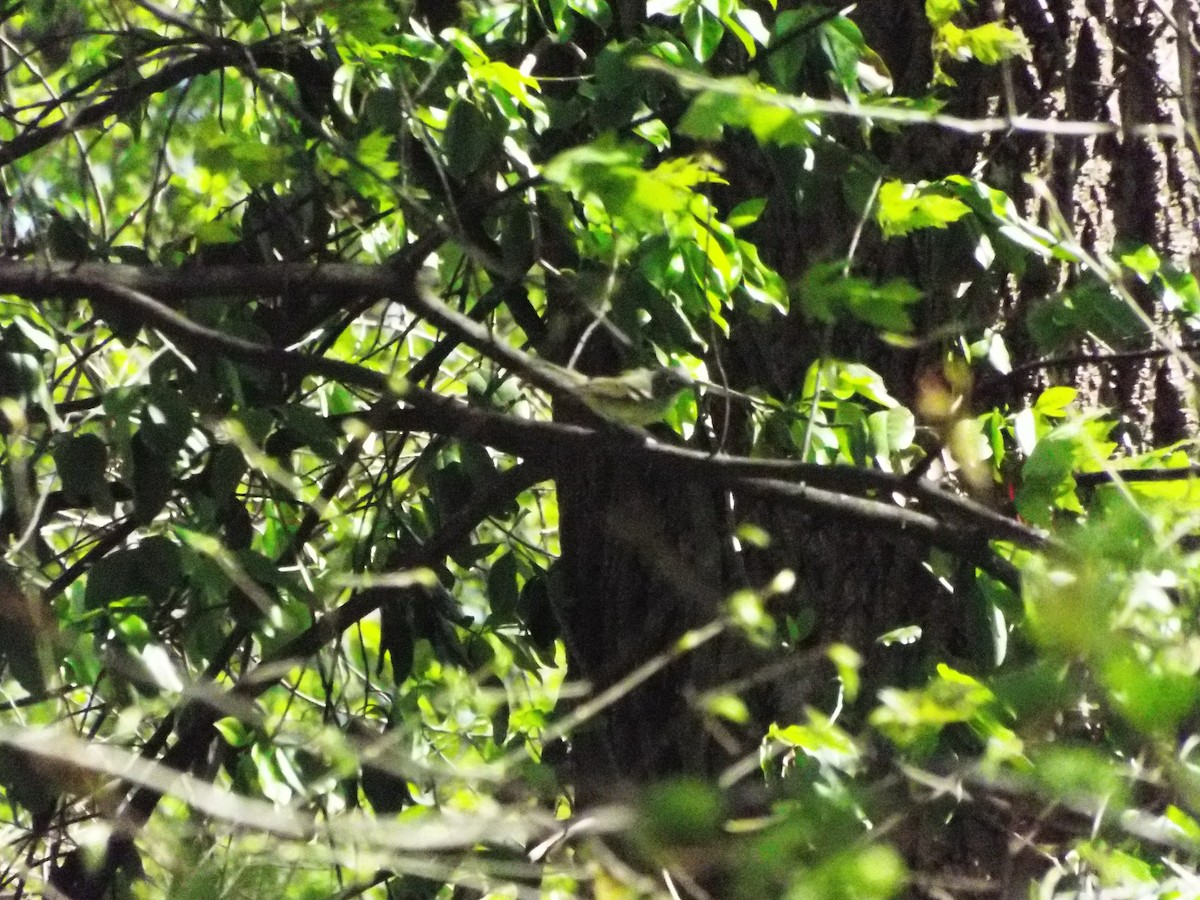 Blue-headed Vireo - ML654713525