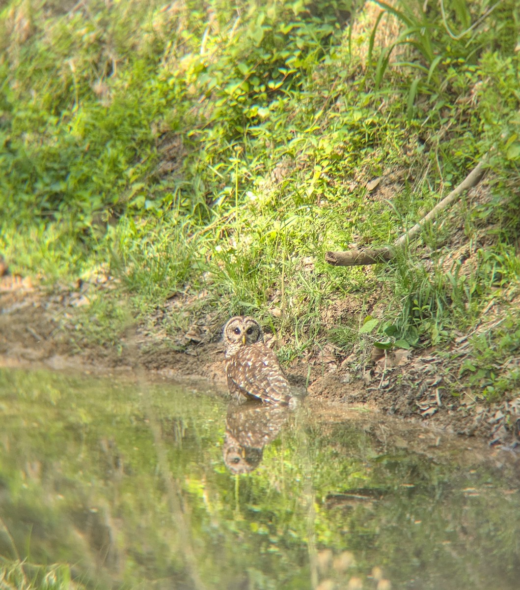 Barred Owl - ML654714284