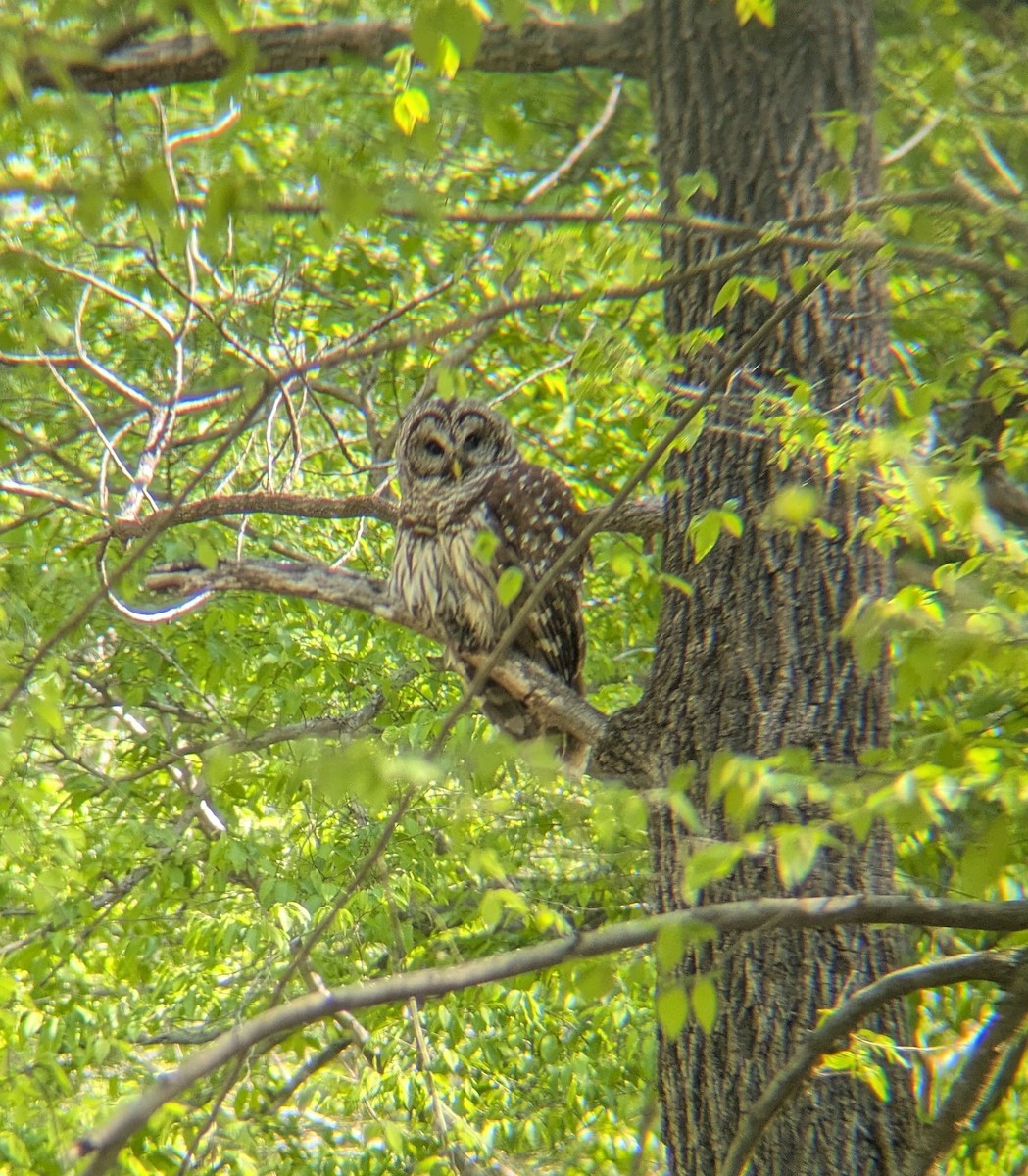 Barred Owl - ML654714306