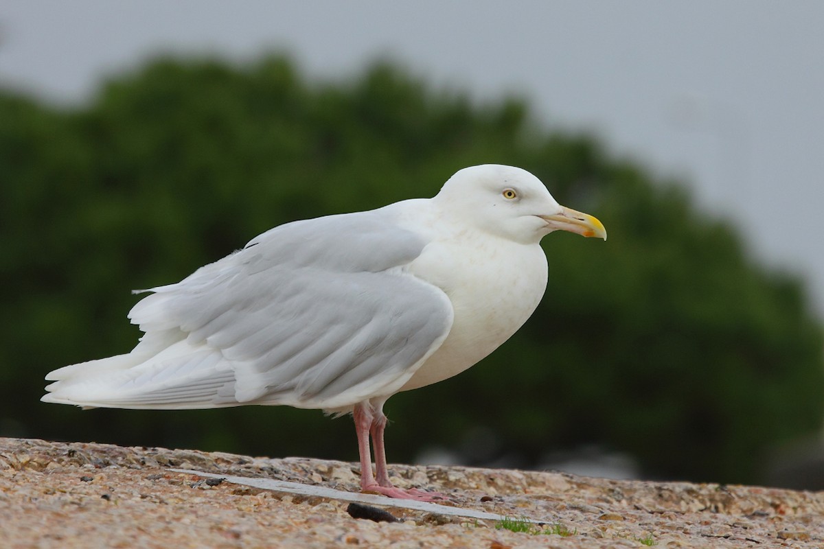 Glaucous Gull - ML65471441