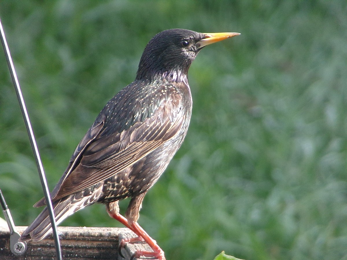 European Starling - ML654714410