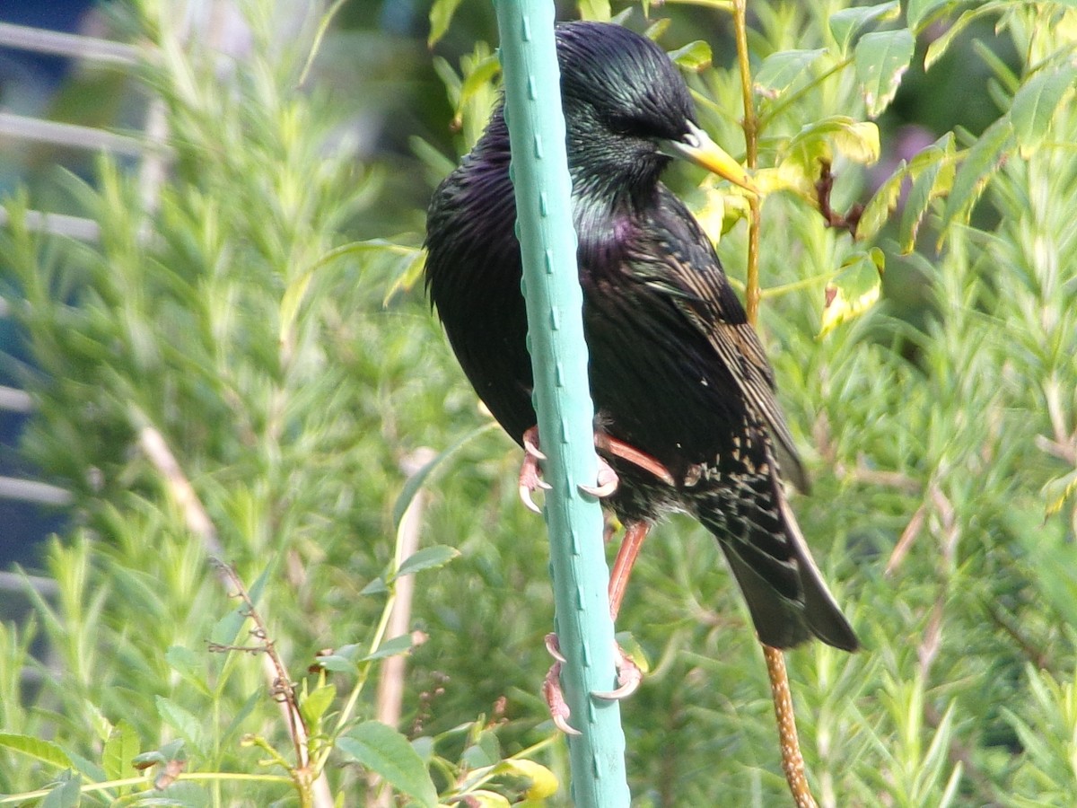 European Starling - ML654714414