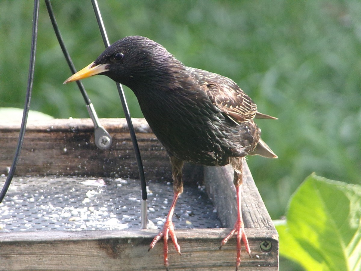 European Starling - ML654714416