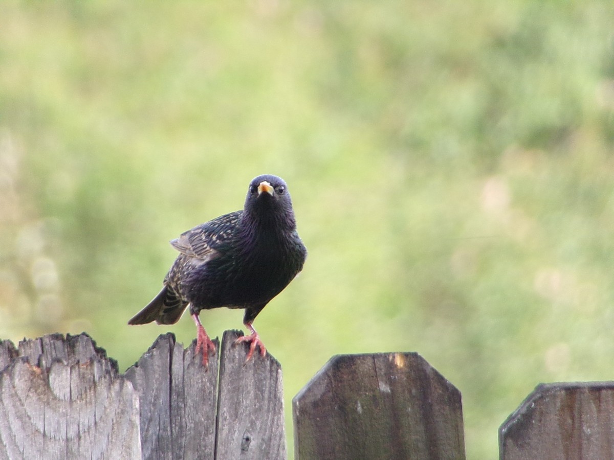 European Starling - ML654714418