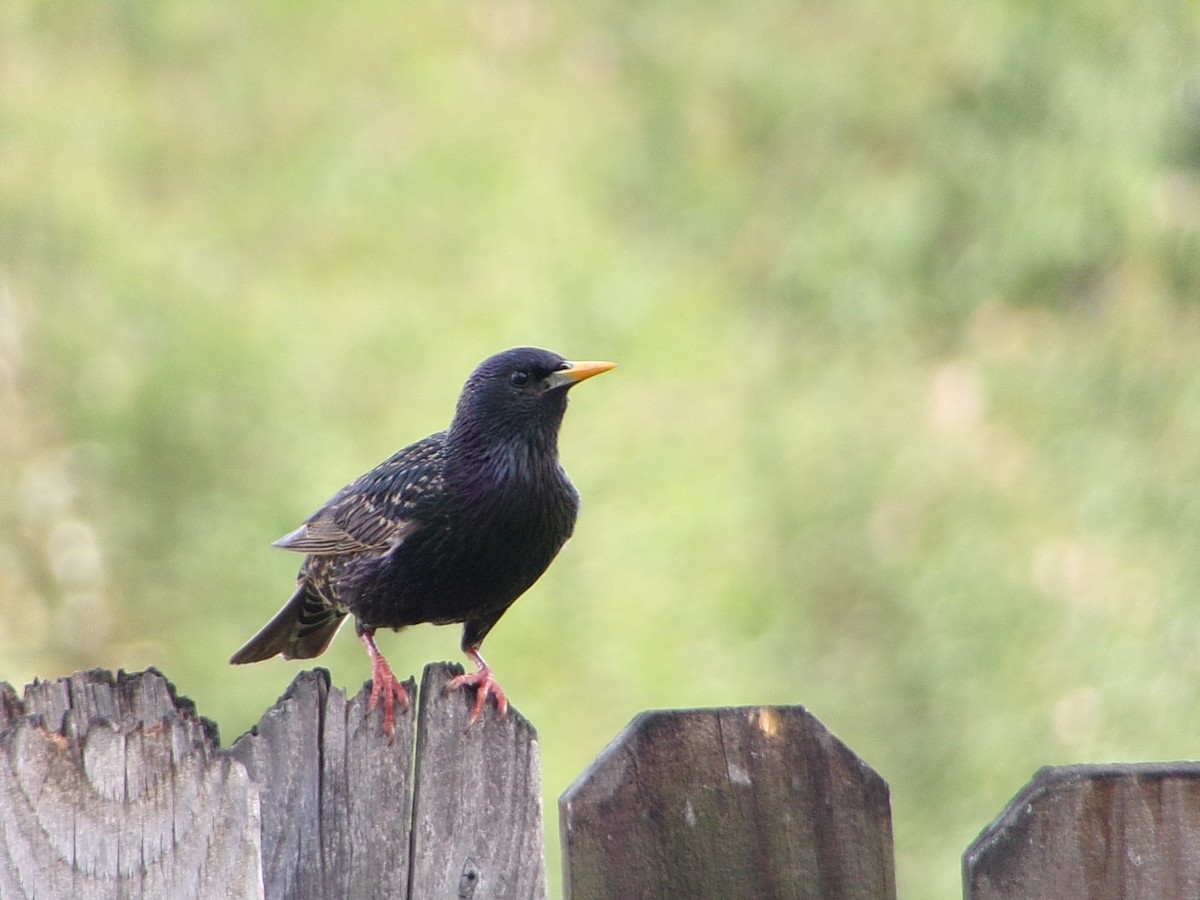 European Starling - ML654714419