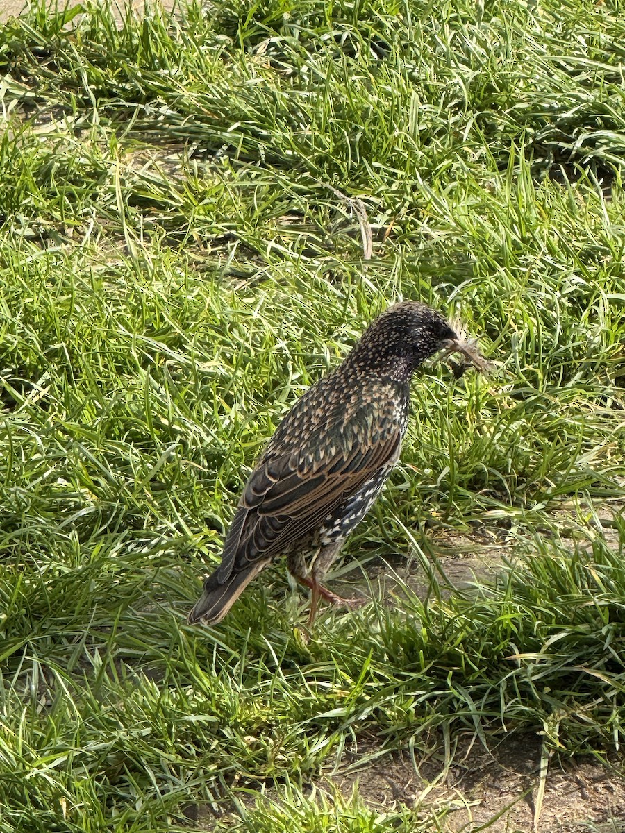 European Starling - ML654715391