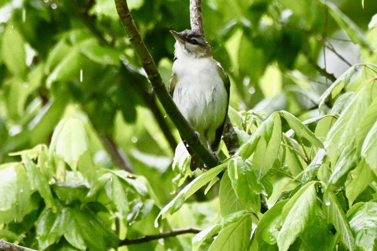 Red-eyed Vireo - ML654715521