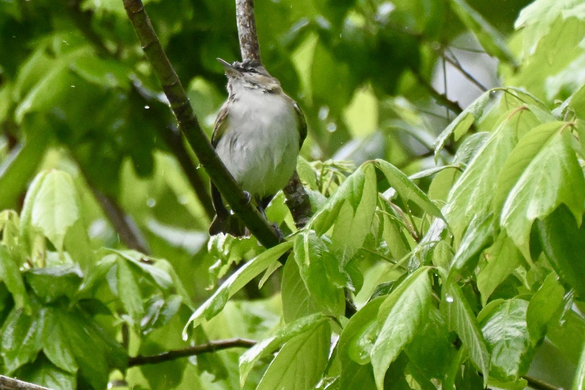 Red-eyed Vireo - ML654715522