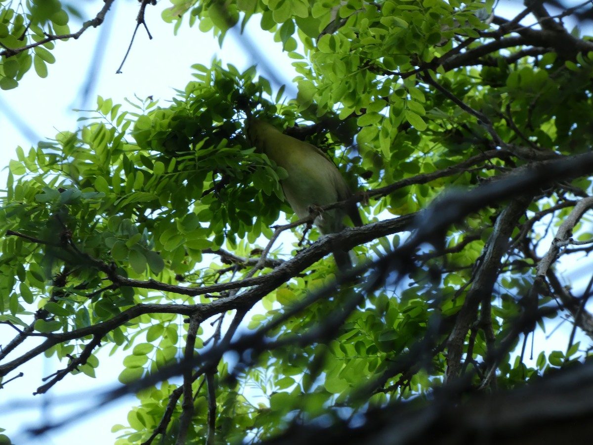 Red-eyed Vireo - ML654716074