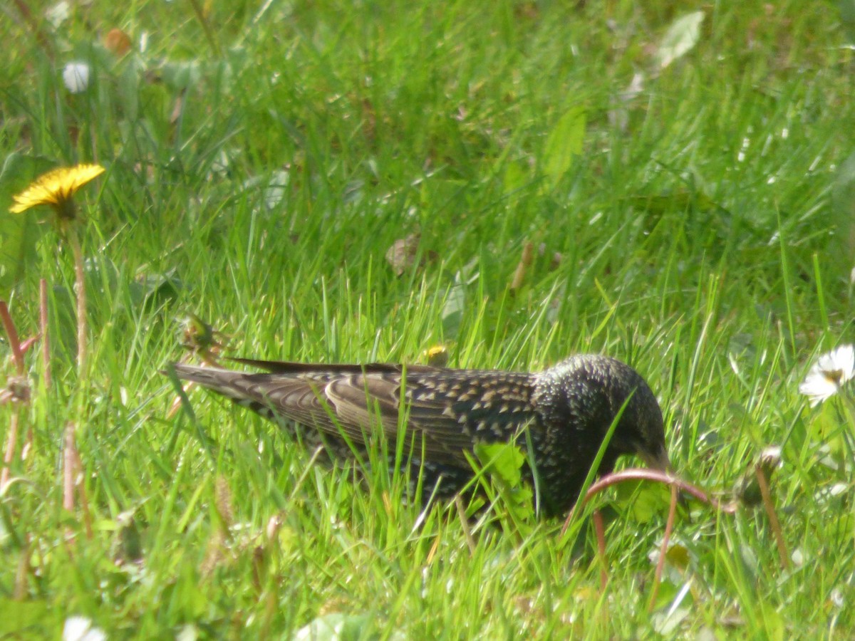 European Starling - ML654716102