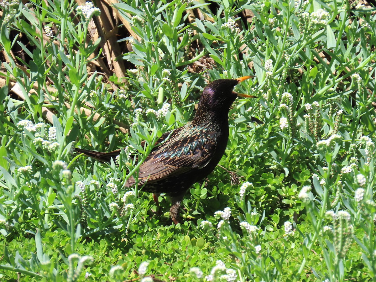 European Starling - ML654716273