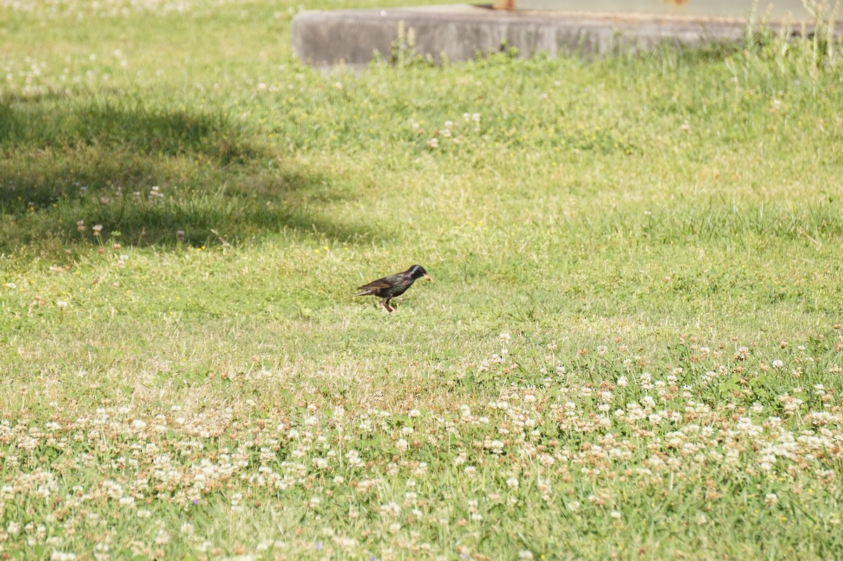 European Starling - ML654716341