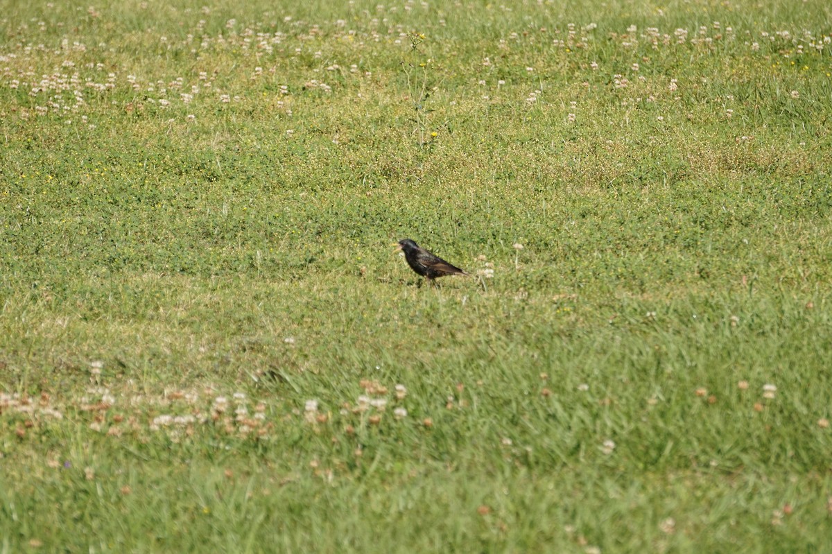 European Starling - ML654716342