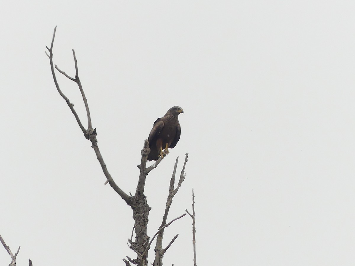 Black Kite - ML654716481